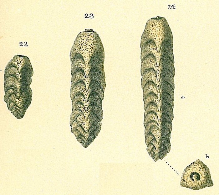 Clavulina pacifica Clavulina pacifica