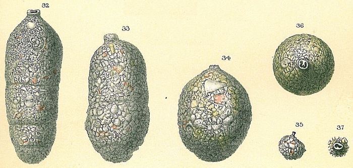 Cylindroclavulina bradyi Cylindroclavulina bradyi