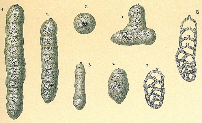 Martinottiella communis Martinottiella communis