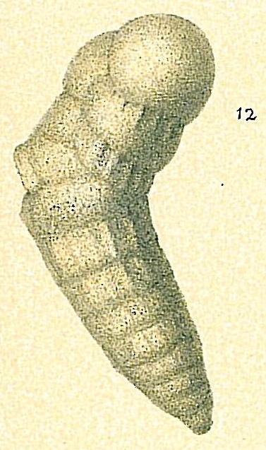 Cribrogoesella bradyi Cribrogoesella bradyi