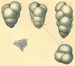 Chromista - Foraminifera (foraminifers)