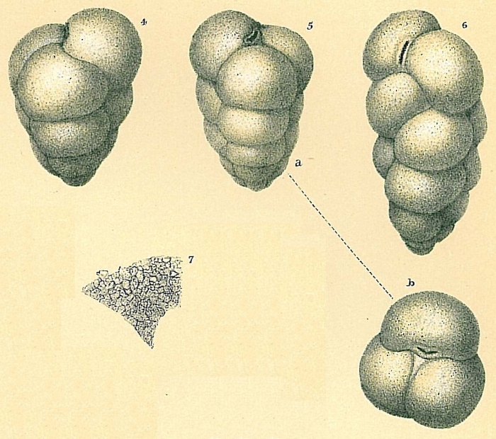 Eggerella bradyi Eggerella bradyi
