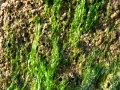 Chlorophyta (green algae)