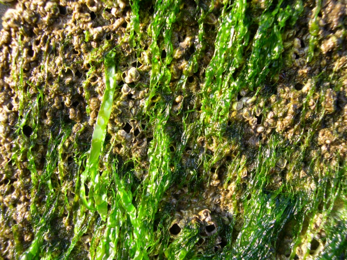 Enteromorpha intestinalis (Linnaeus) Nees, 1820 Enteromorpha intestinalis (Linnaeus) Nees, 1820