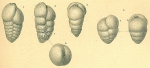 Chromista - Foraminifera (foraminifers)