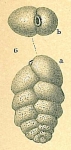 Chromista - Foraminifera (foraminifers)