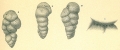 Chromista - Foraminifera (foraminifers)