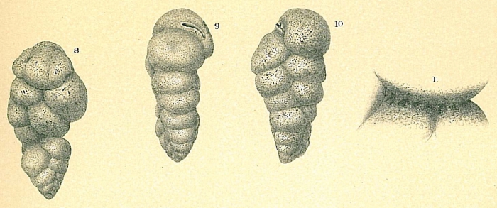 Karreriella novangliae Karreriella novangliae