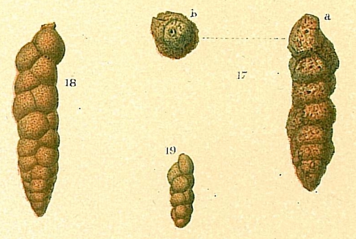 Karrerulina conversa