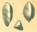 Chromista - Foraminifera (foraminifers)