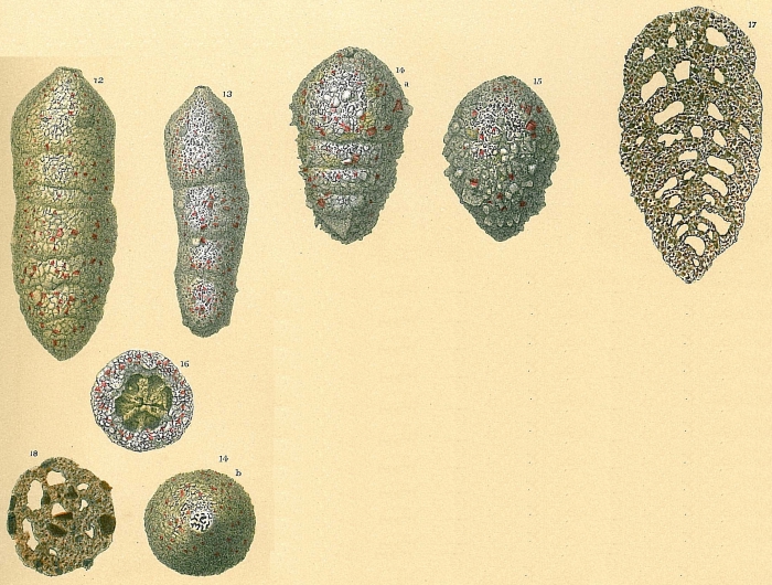Liebusella soldanii sensu Jones, R.W. 1994 Liebusella soldanii sensu Jones, R.W. 1994