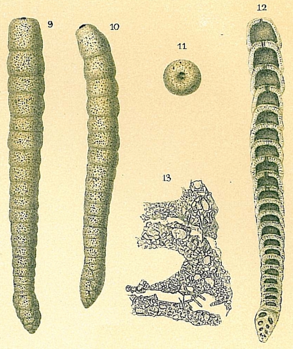 Multifidella nodulosa