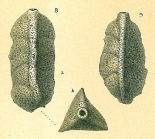 Pseudoclavulina tricarinata