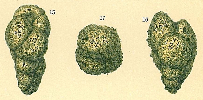 Eggerelloides scaber Eggerelloides scaber
