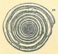 Chromista - Foraminifera (foraminifers)