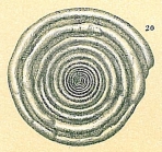 Cornuspira crassisepta