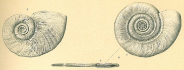 Cornuspira foliacea
