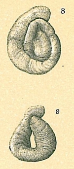 Cornuspiroides primitivus