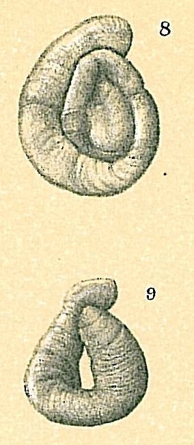 Cornuspiroides primitivus