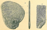 Cornuspiroides striolatus