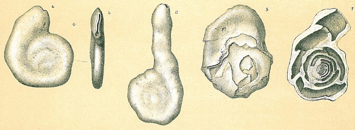 Fischerina communis Fischerina communis