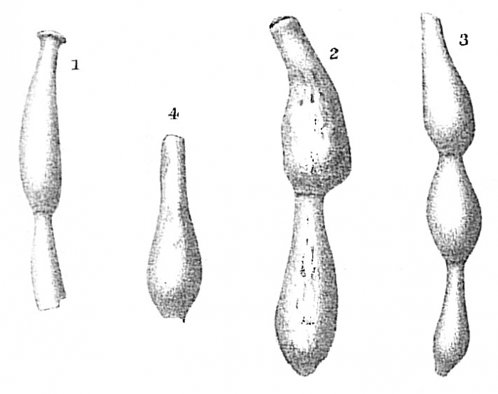 Nodophthalmidium simplex