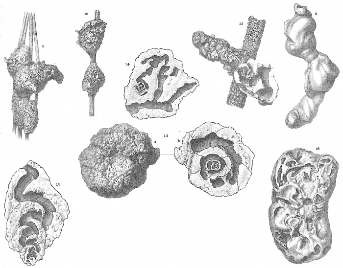 Nubecularia lucifuga Nubecularia lucifuga