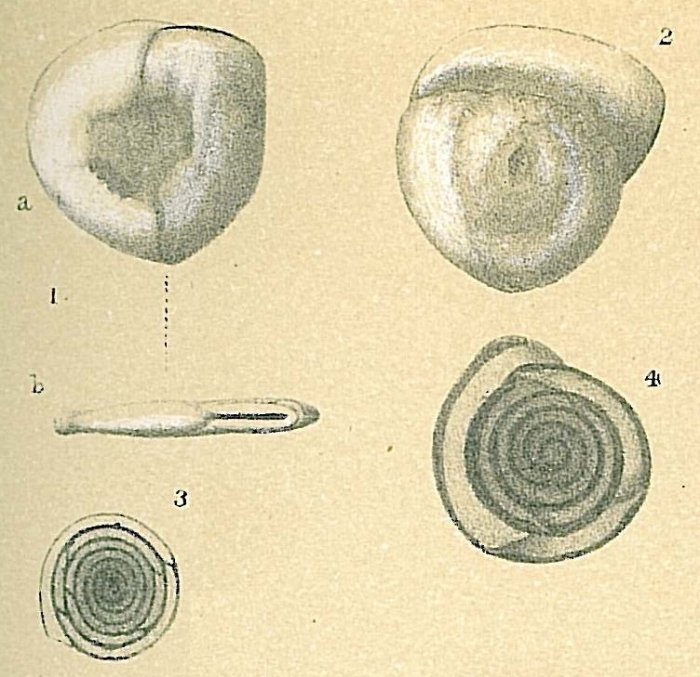 Planispirinella exigua Planispirinella exigua