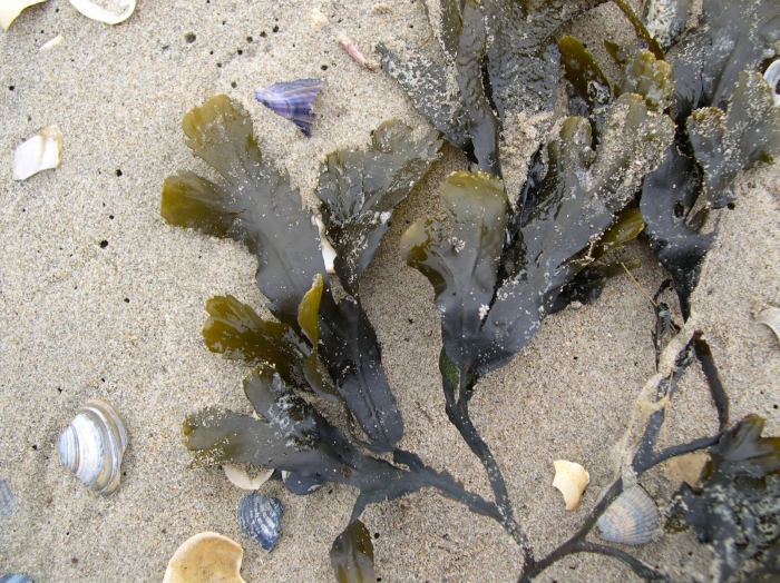 Fucus serratus Linnaeus, 1753 Fucus serratus Linnaeus, 1753