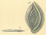 Chromista - Foraminifera (foraminifers)