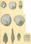 Archaias angulatus