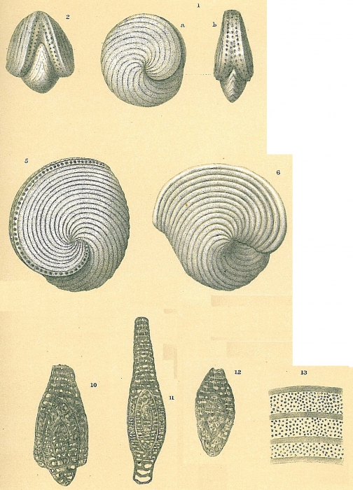 Archaias angulatus Archaias angulatus