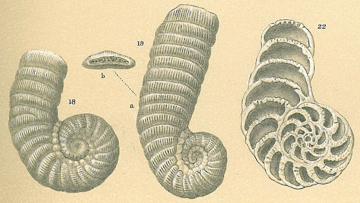 Coscinospira arietina