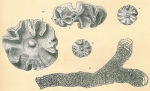 Marginopora vertebralis var.plicata