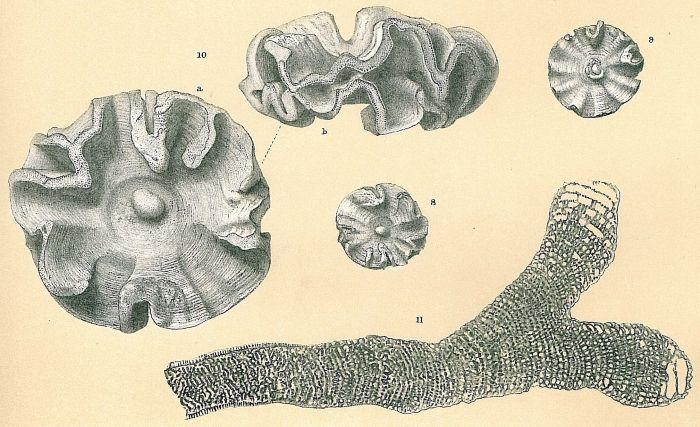 Marginopora vertebralis var.plicata Marginopora vertebralis var.plicata
