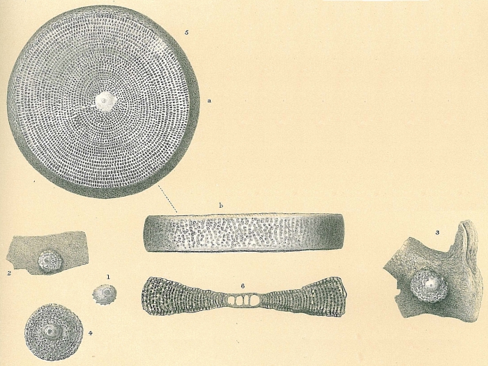 Marginopora vertebralis Marginopora vertebralis