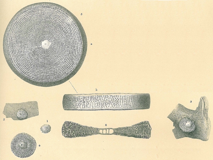 Marginopora vertebralis