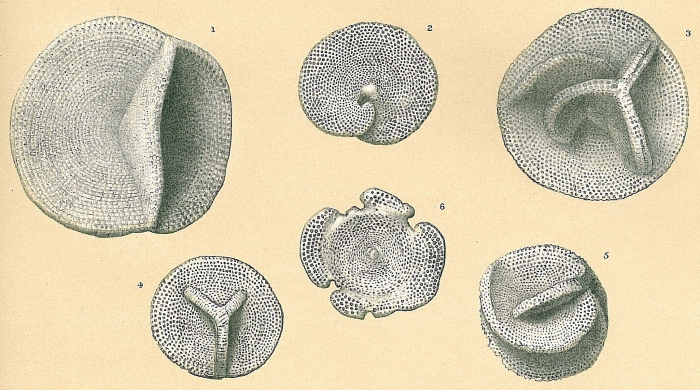 Marginopora vertebralis Marginopora vertebralis