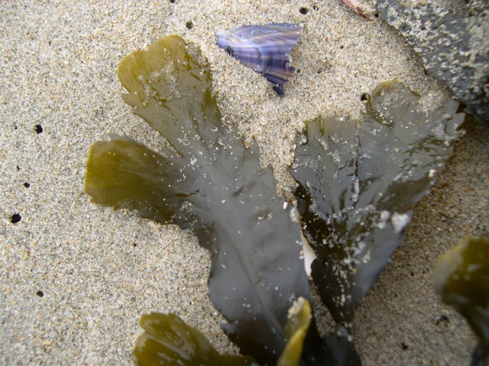 Fucus serratus Linnaeus, 1753 Fucus serratus Linnaeus, 1753