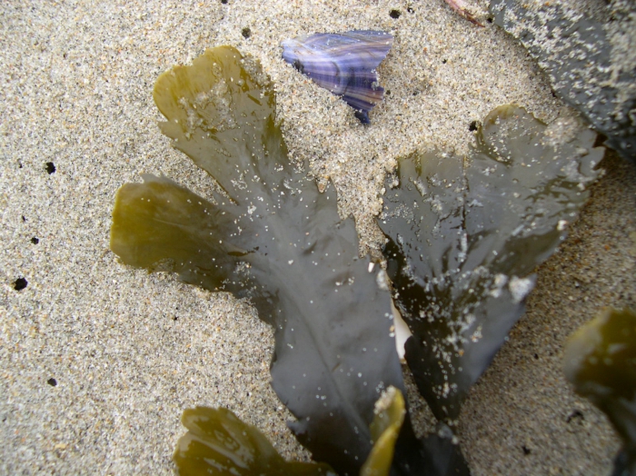 Fucus serratus Linnaeus, 1753 