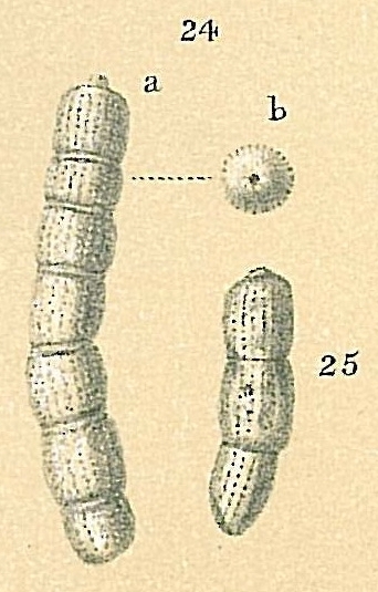 Monalysidium politum Monalysidium politum