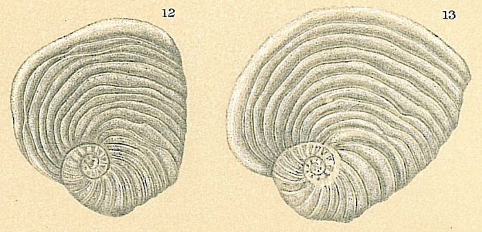 Peneroplis bradyi Peneroplis bradyi