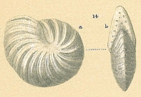 Peneroplis carinatus