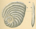 Chromista - Foraminifera (foraminifers)