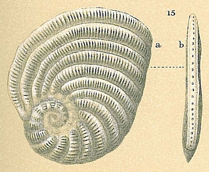 Peneroplis planatus Peneroplis planatus