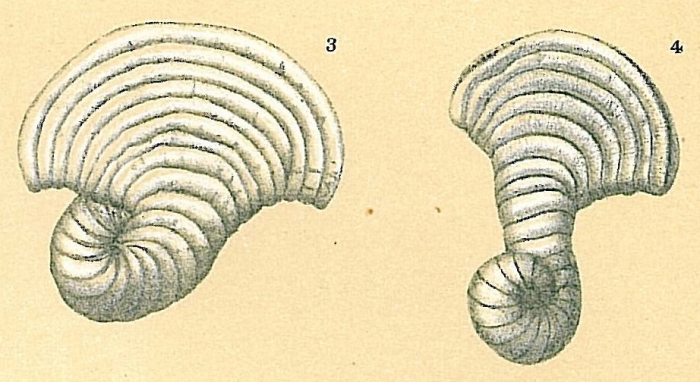 Peneroplis proteus