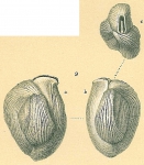 NOT Adelosina bicornis (Walker & Jacob, 1798)
