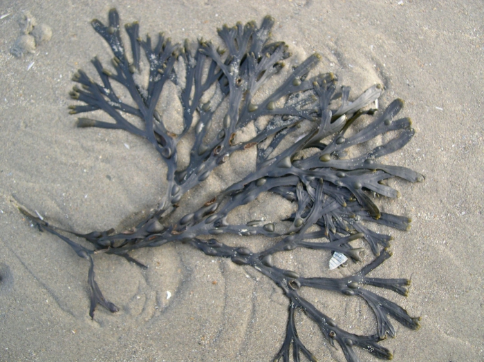 Fucus vesiculosus Linnaeus, 1753 Fucus vesiculosus Linnaeus, 1753