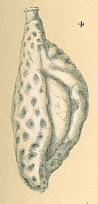 Adelosina reticulata