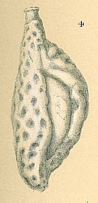 Adelosina reticulata Adelosina reticulata